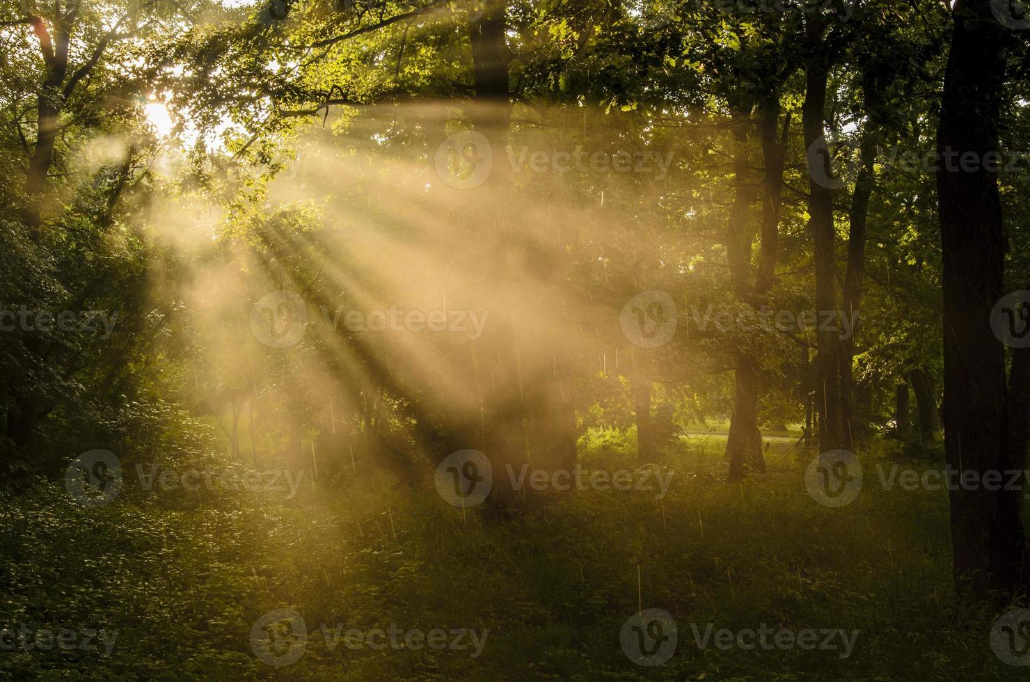 rayos de sol en el bosque foto