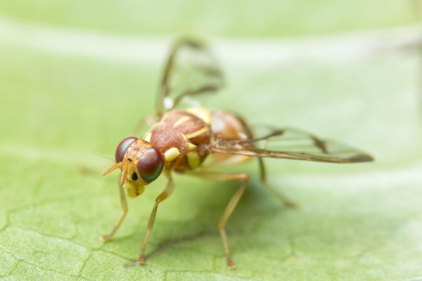 mosca del gusano de girasol, Drosophila melanogaster foto