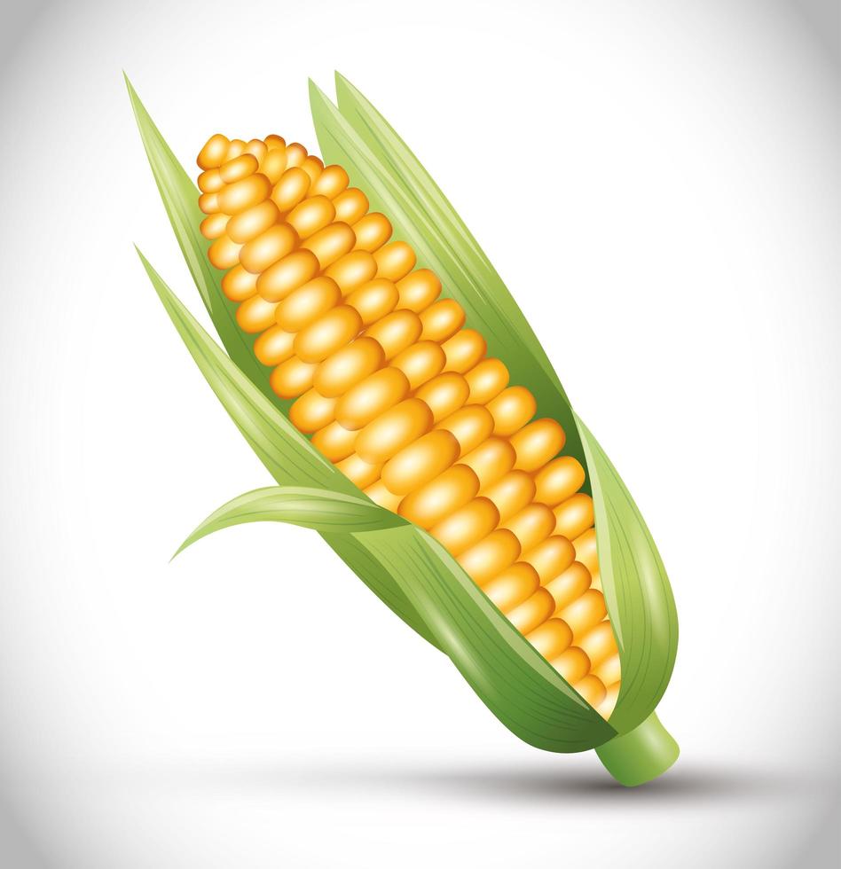 ripe corn cob with leaves, ear of corn, fresh vegetable vector