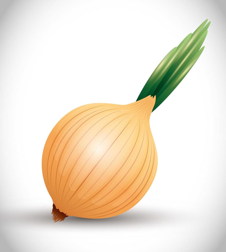 whole onion with green sprout, fresh organic vegetable vector