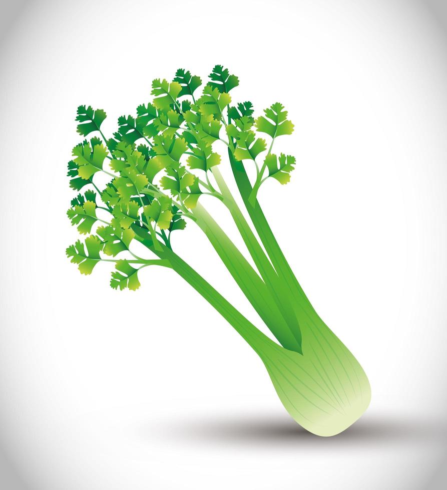 celery plant, green leaves, vegetable fresh organic vector