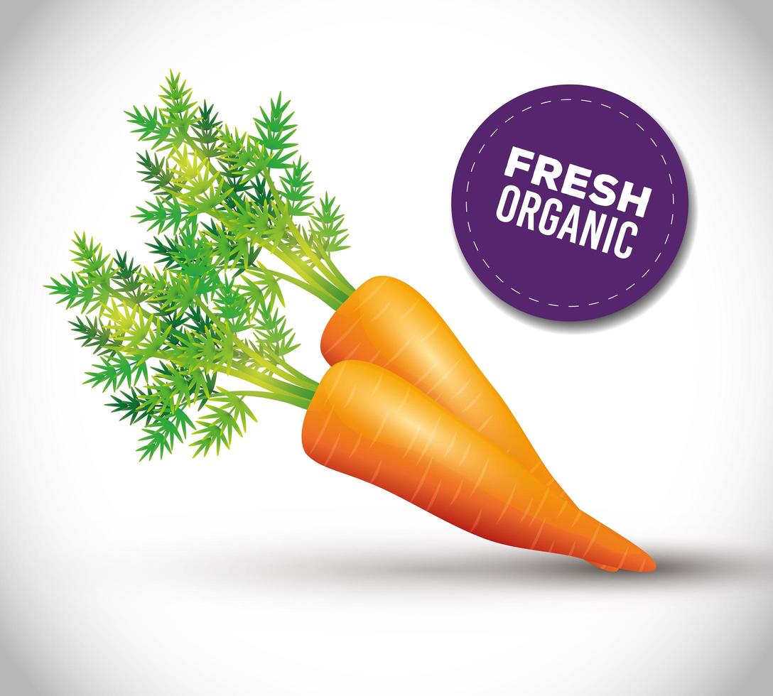 healthy carrot, fresh vegetable organic vector