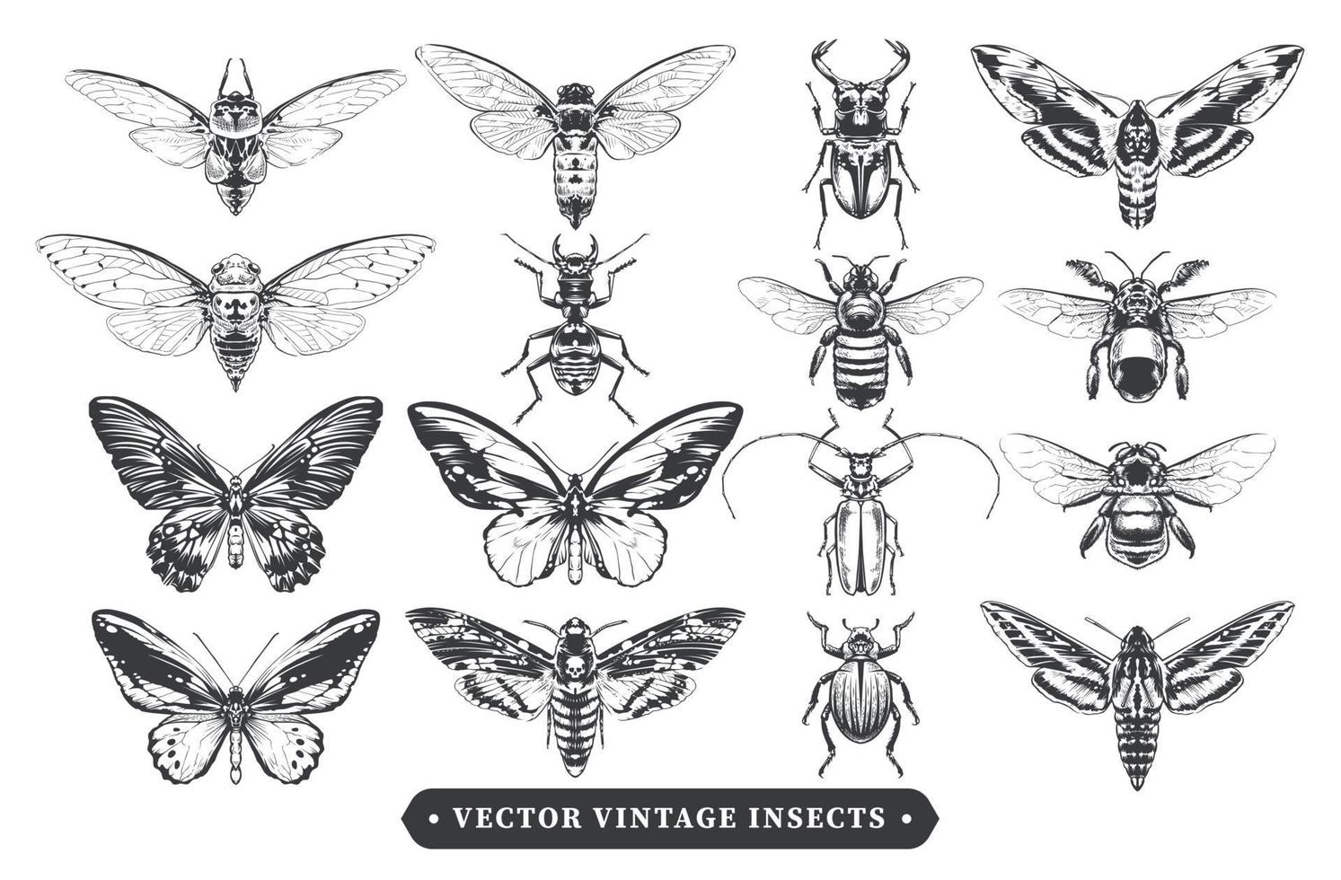 colección de insectos vintage vector