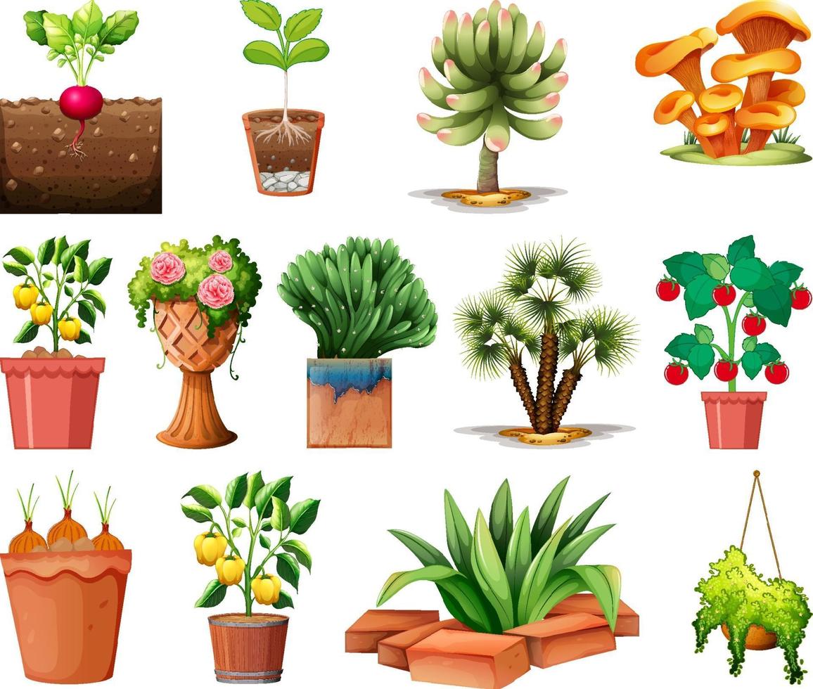 Set of different plants in pots isolated on white background vector