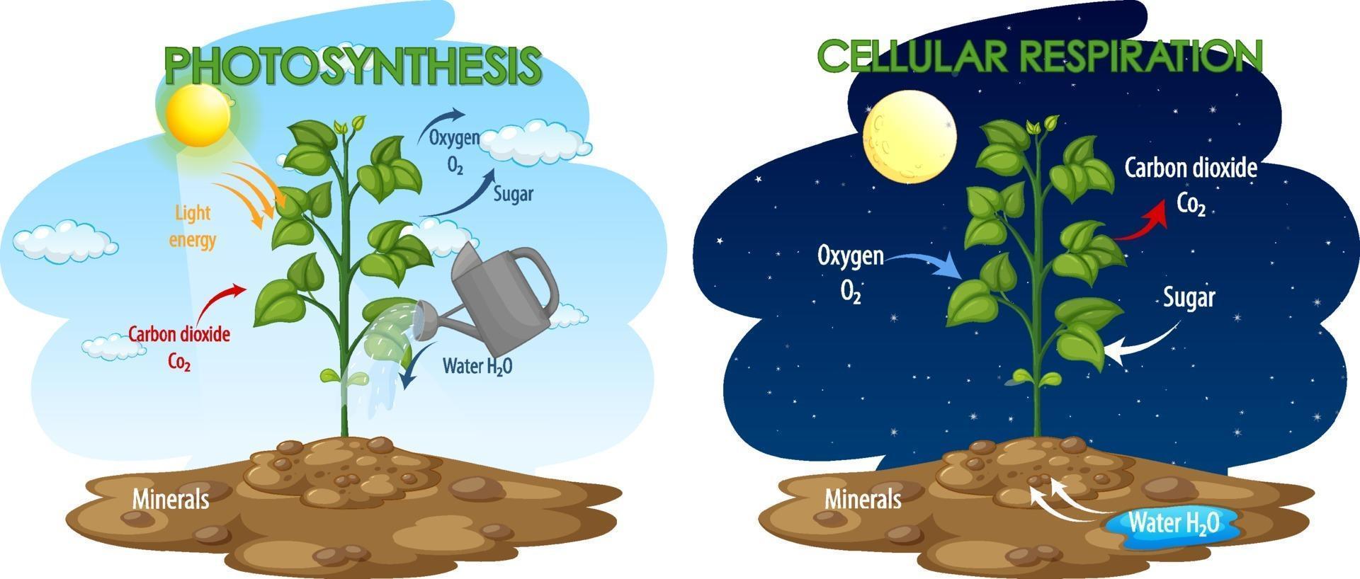 Diagram showing process of photosynthesis and cellular respiration vector