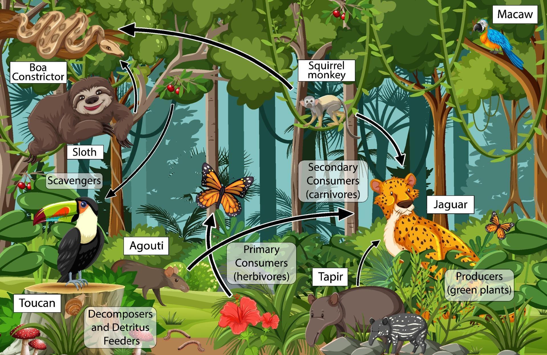 Diagram showing food web in the rainforest 2007309 Vector Art at Vecteezy Biology Diagrams