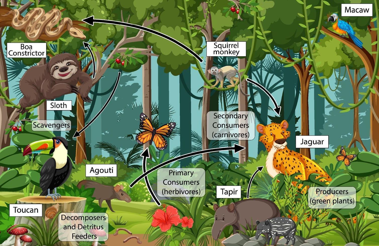 Diagrama que muestra la red alimentaria en la selva tropical. vector