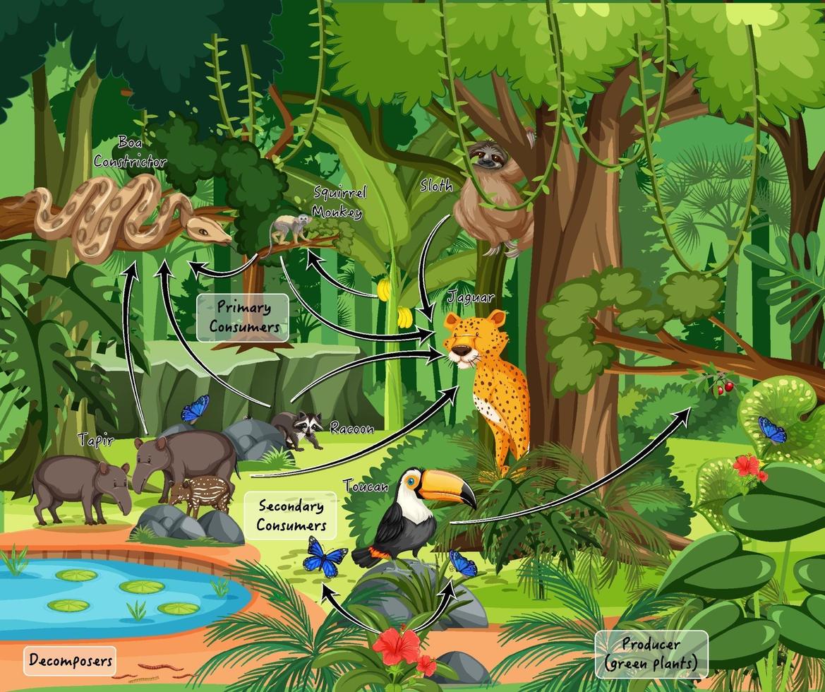 Diagram showing food web in the rainforest vector