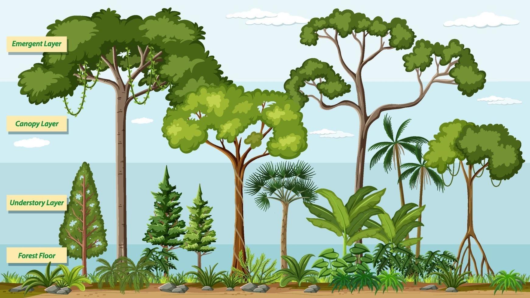 Layers of a Rainforest with name vector