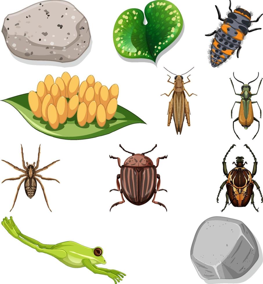 diferentes tipos de insectos con elementos de la naturaleza. vector