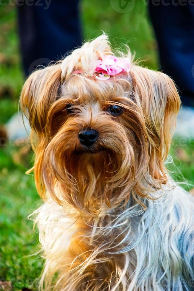 yorkshire terrier en el parque foto