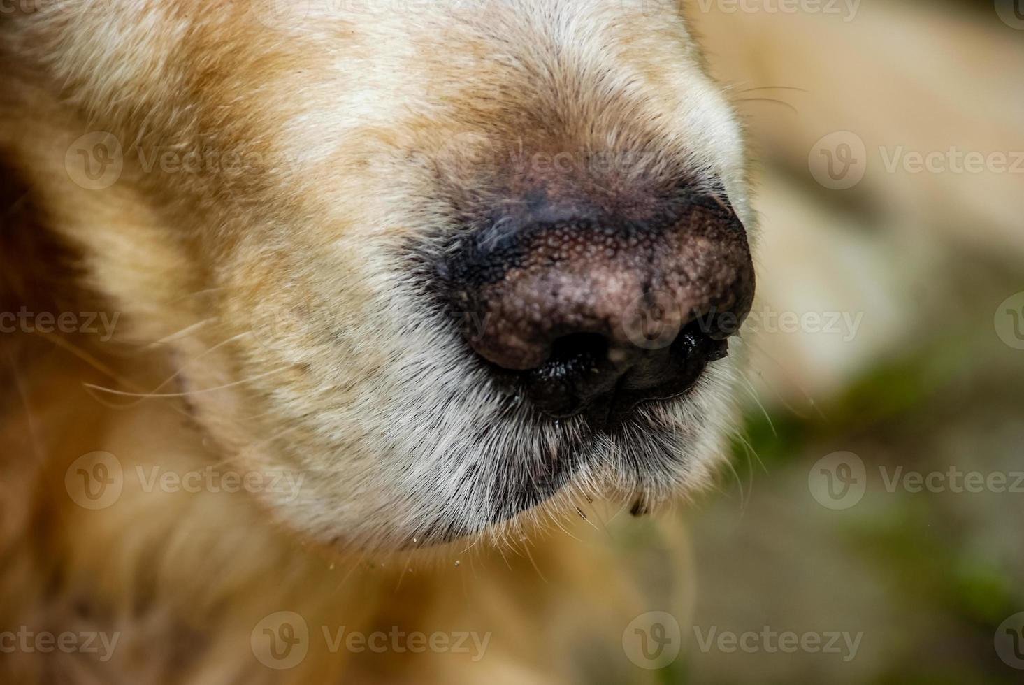 primer plano de la nariz del perro foto