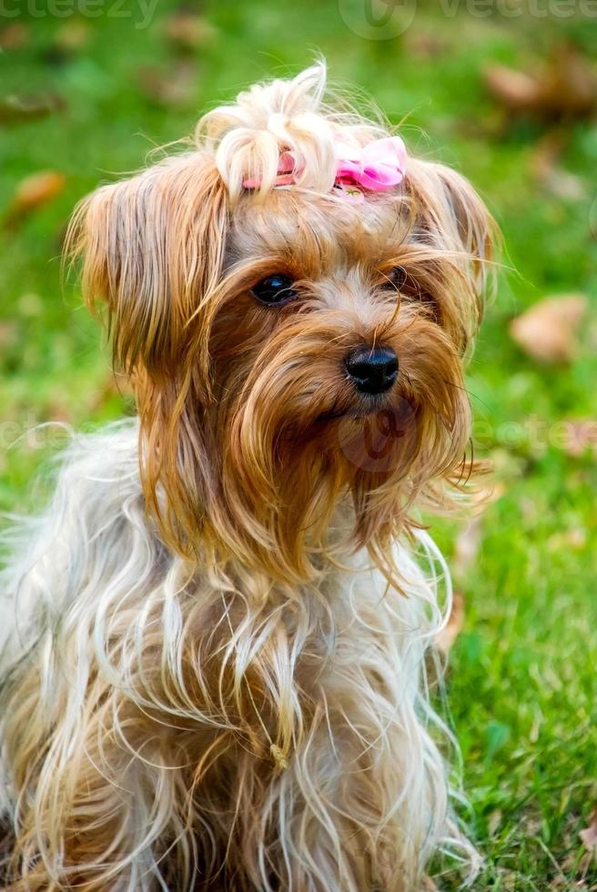 Yorkshire terrier on the grass photo