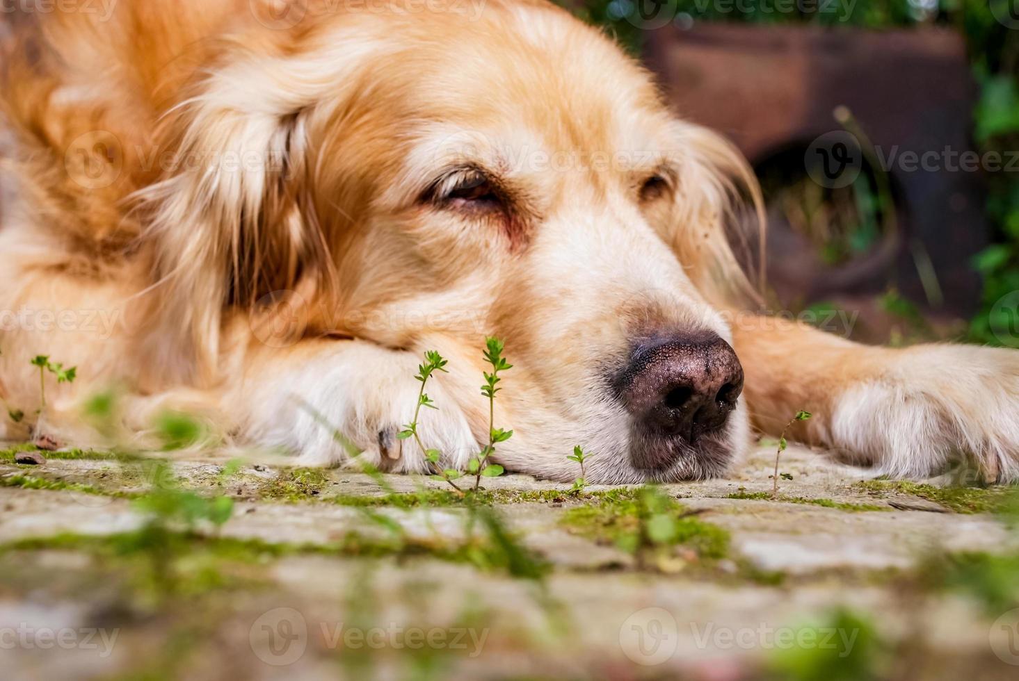 Golden Retriever on the ground photo