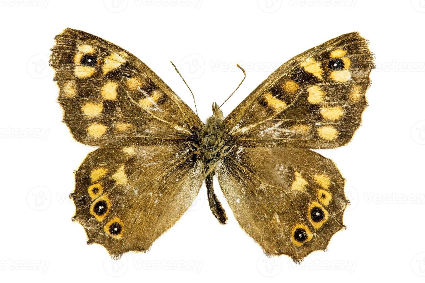 Speckled wood butterfly photo