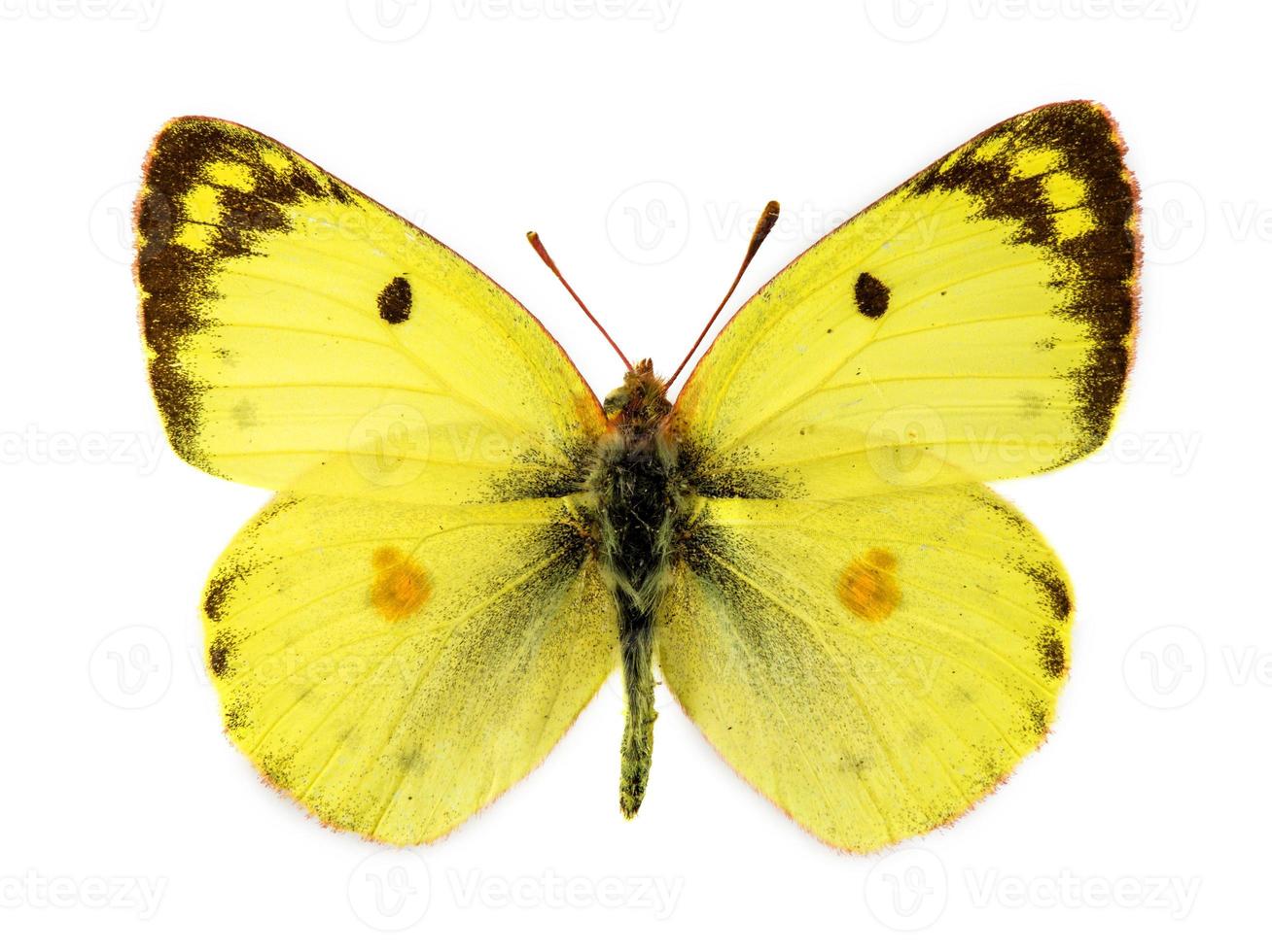 Bergers clouded yellow butterfly photo