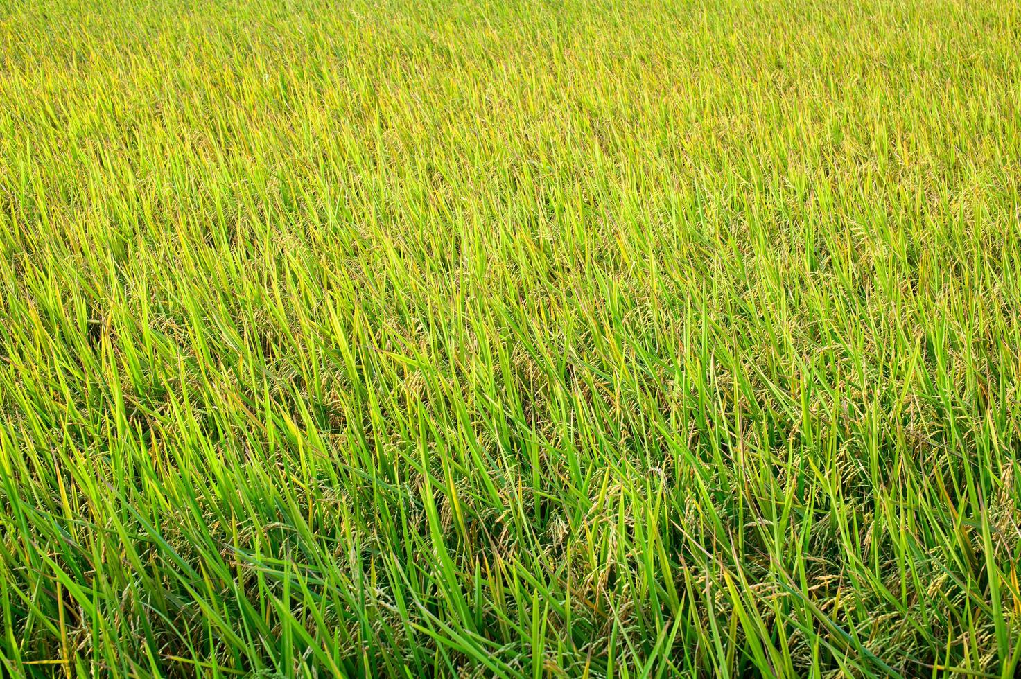 Green rice field photo