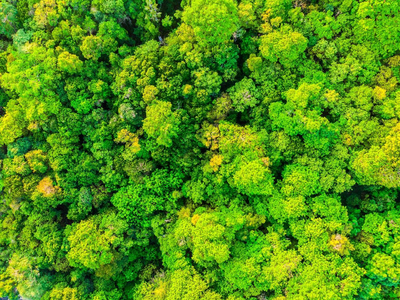 hermosa vista aérea de los árboles en el bosque foto