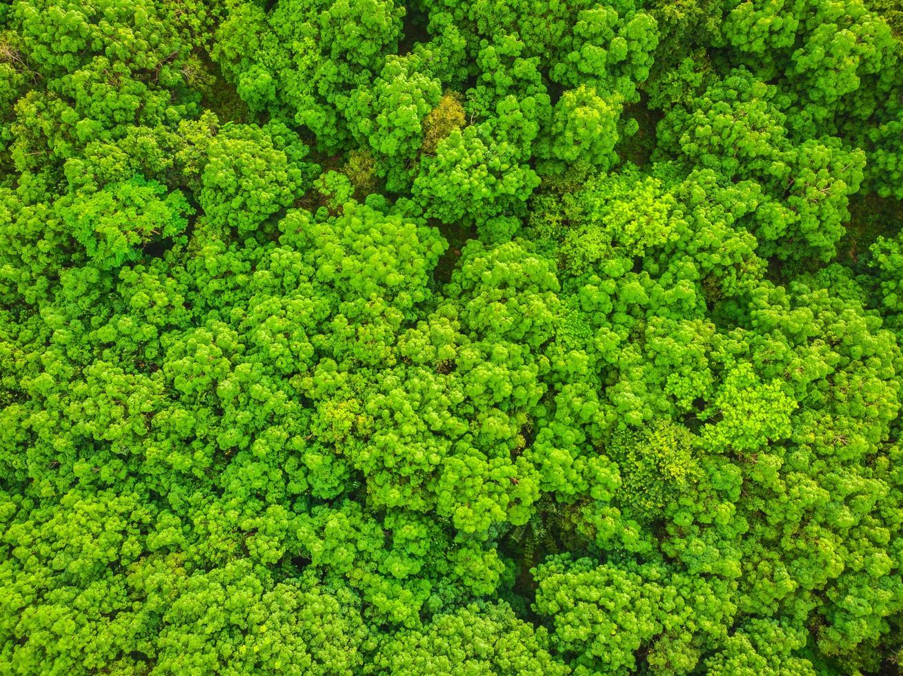 hermosa vista aérea de los árboles en el bosque foto