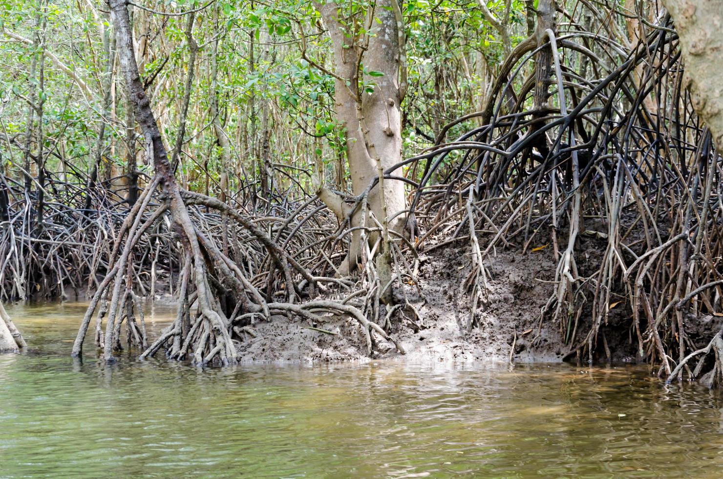 Raíz de árbol de mangle en Krabi, Tailandia foto