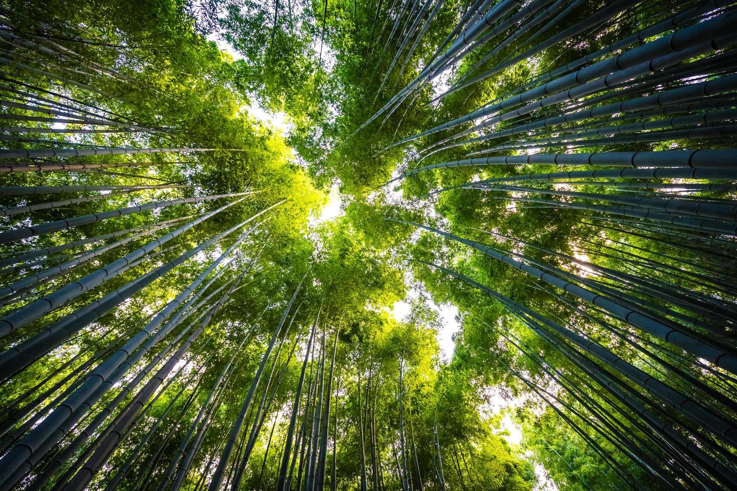 hermoso bosque de bambú en arashiyama, kyoto foto