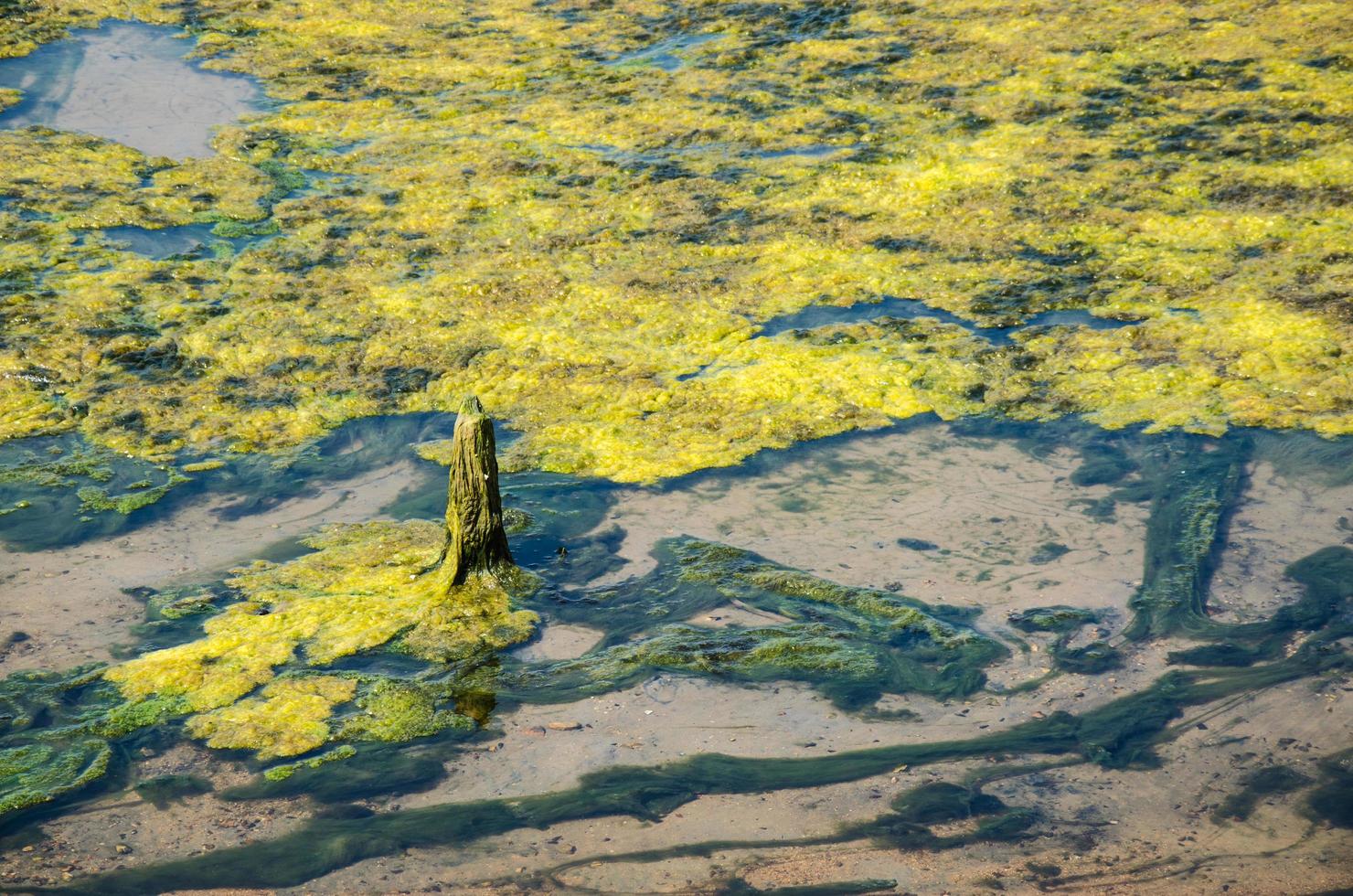 Algae in swamps photo