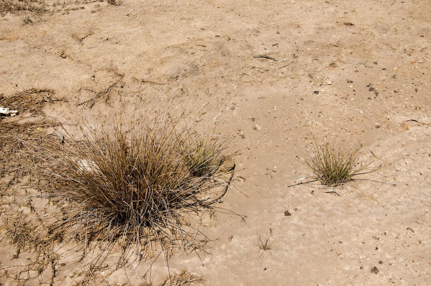 tierra con suelo seco, agrietado y pasto foto