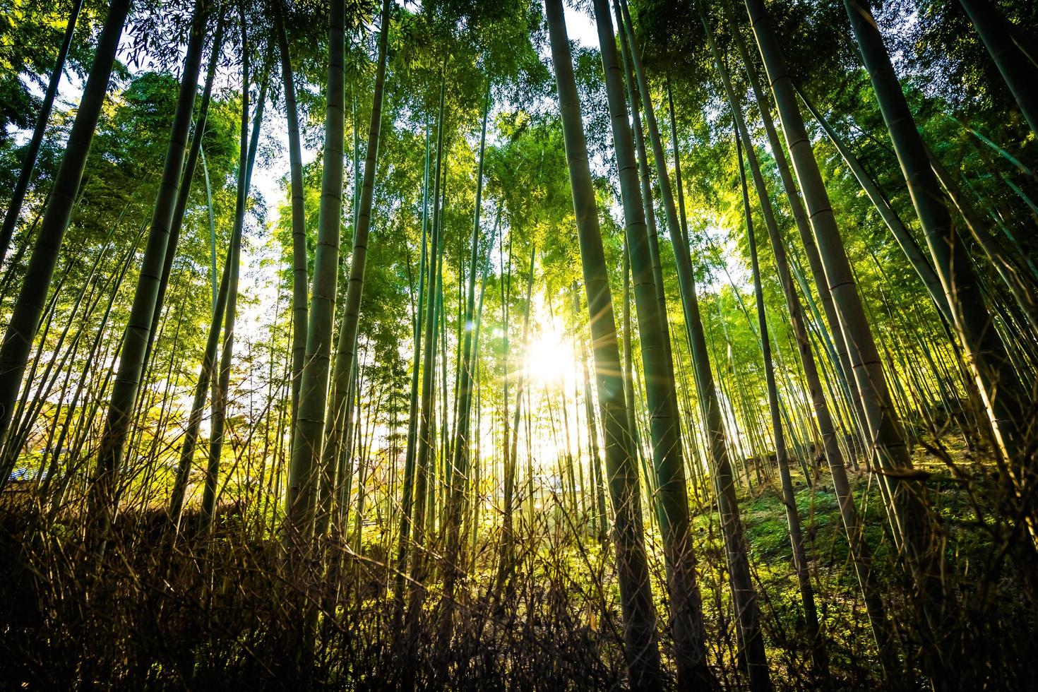 Beautiful bamboo forest at Arashiyama, Kyoto photo