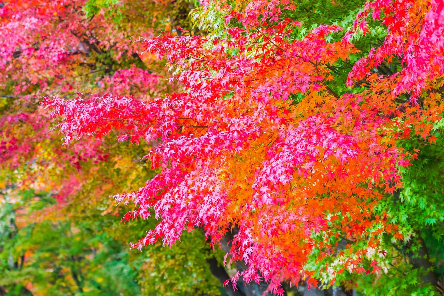 Beautiful red maple leaves photo