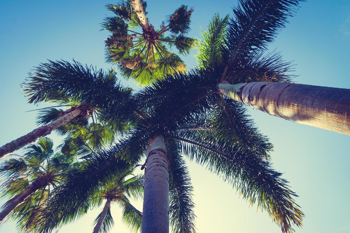 Tropical coconut palm trees photo