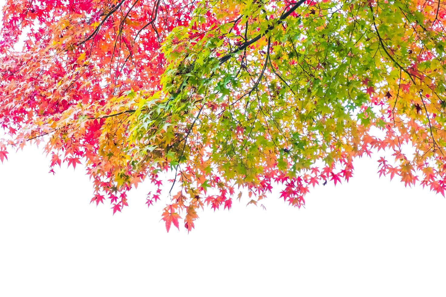 Beautiful red maple leaves photo