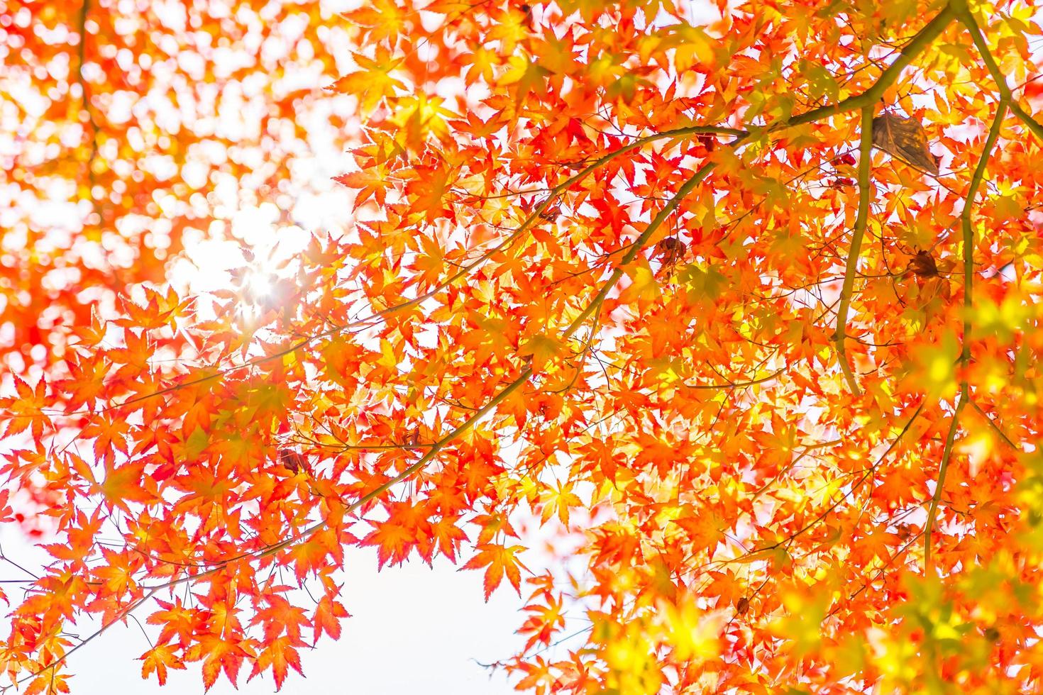 Beautiful red maple leaves photo