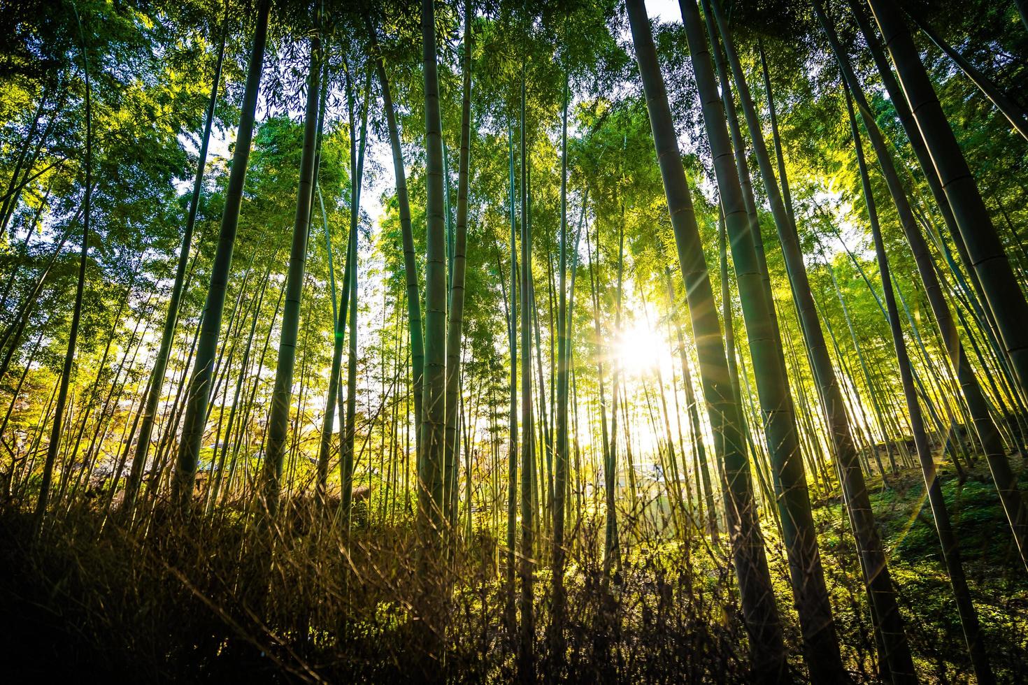 hermoso bosque de bambú en arashiyama, kyoto foto