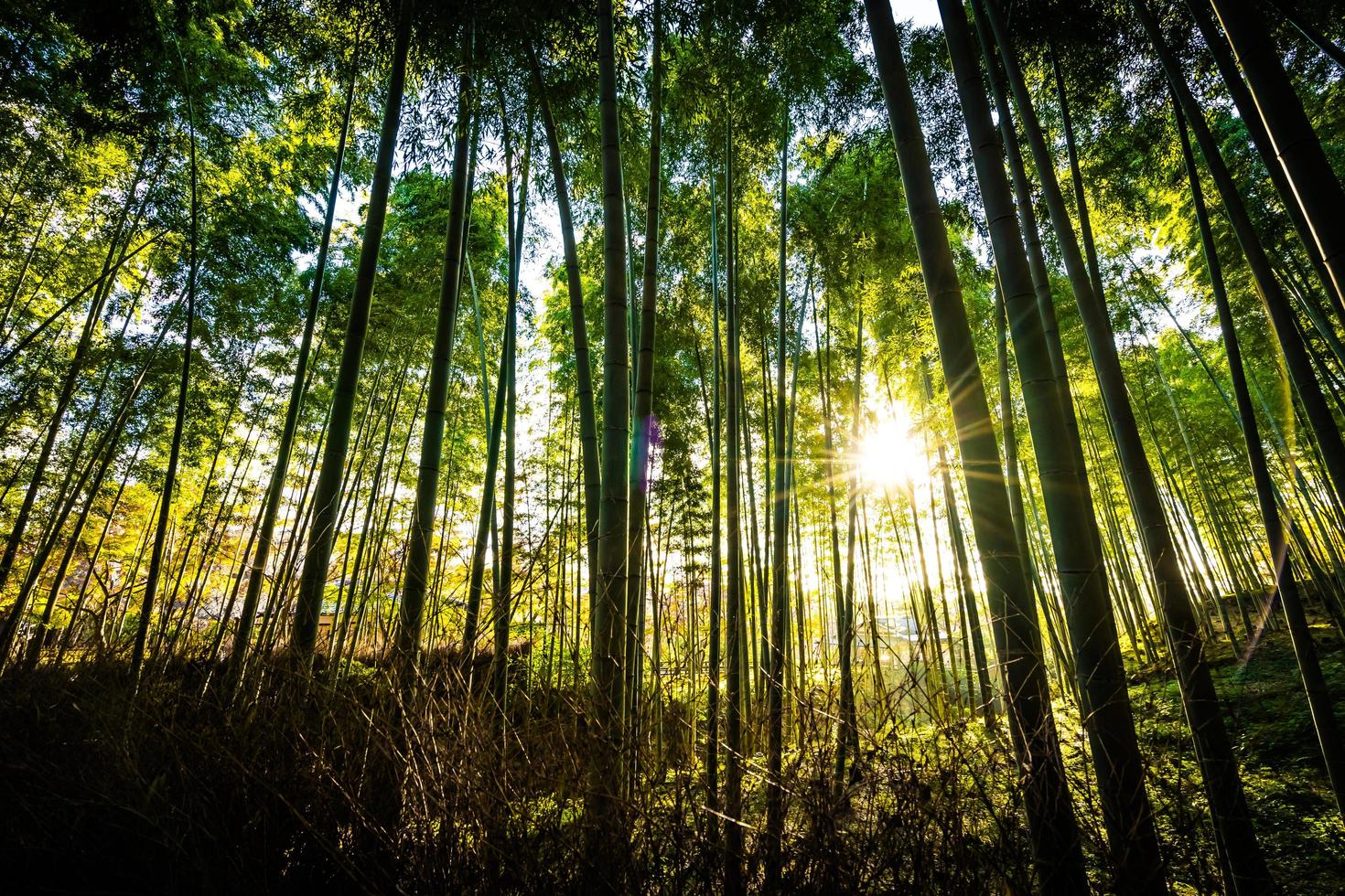 hermoso bosque de bambú en arashiyama, kyoto foto