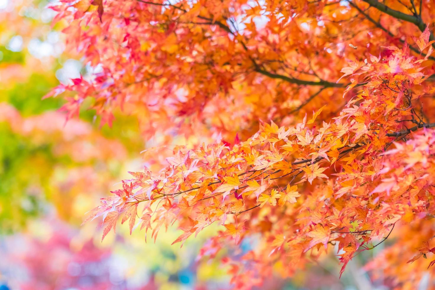 Beautiful red maple leaves photo