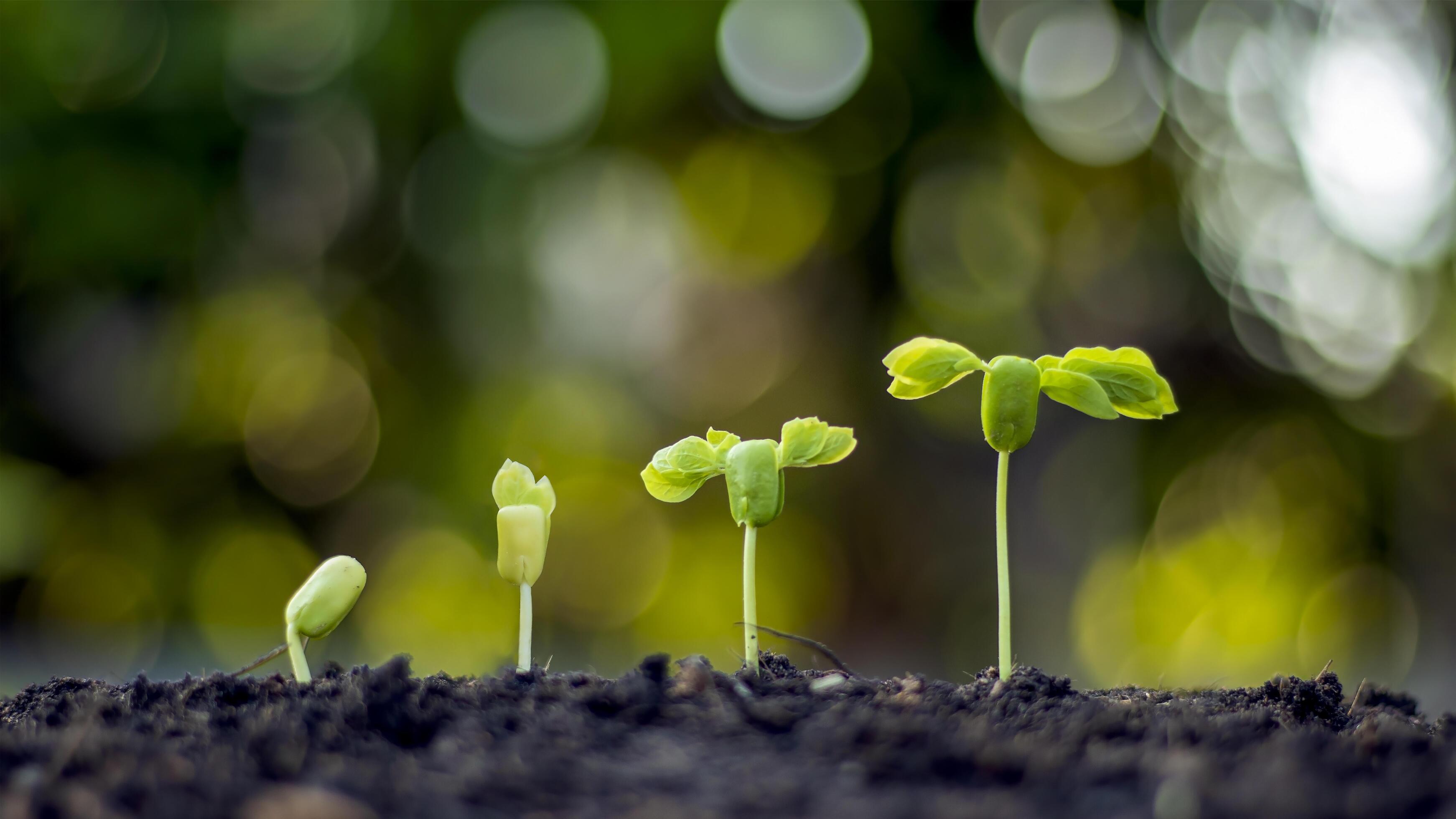Plant growth concept, a tree growing on the ground and blurred green