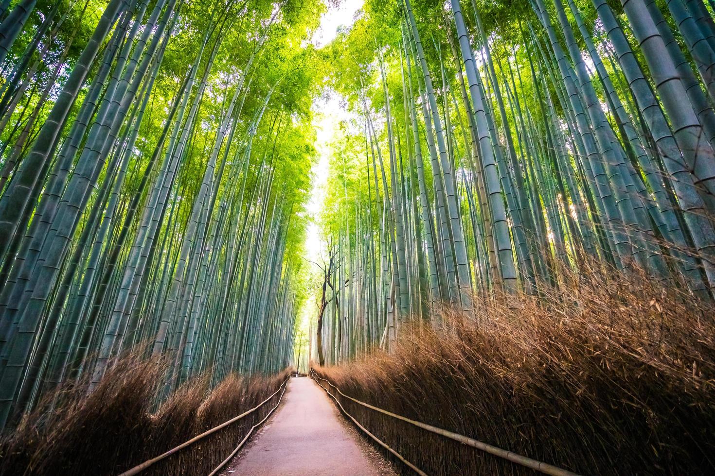 Beautiful bamboo forest at Arashiyama, Kyoto 2008974 Stock Photo at ...