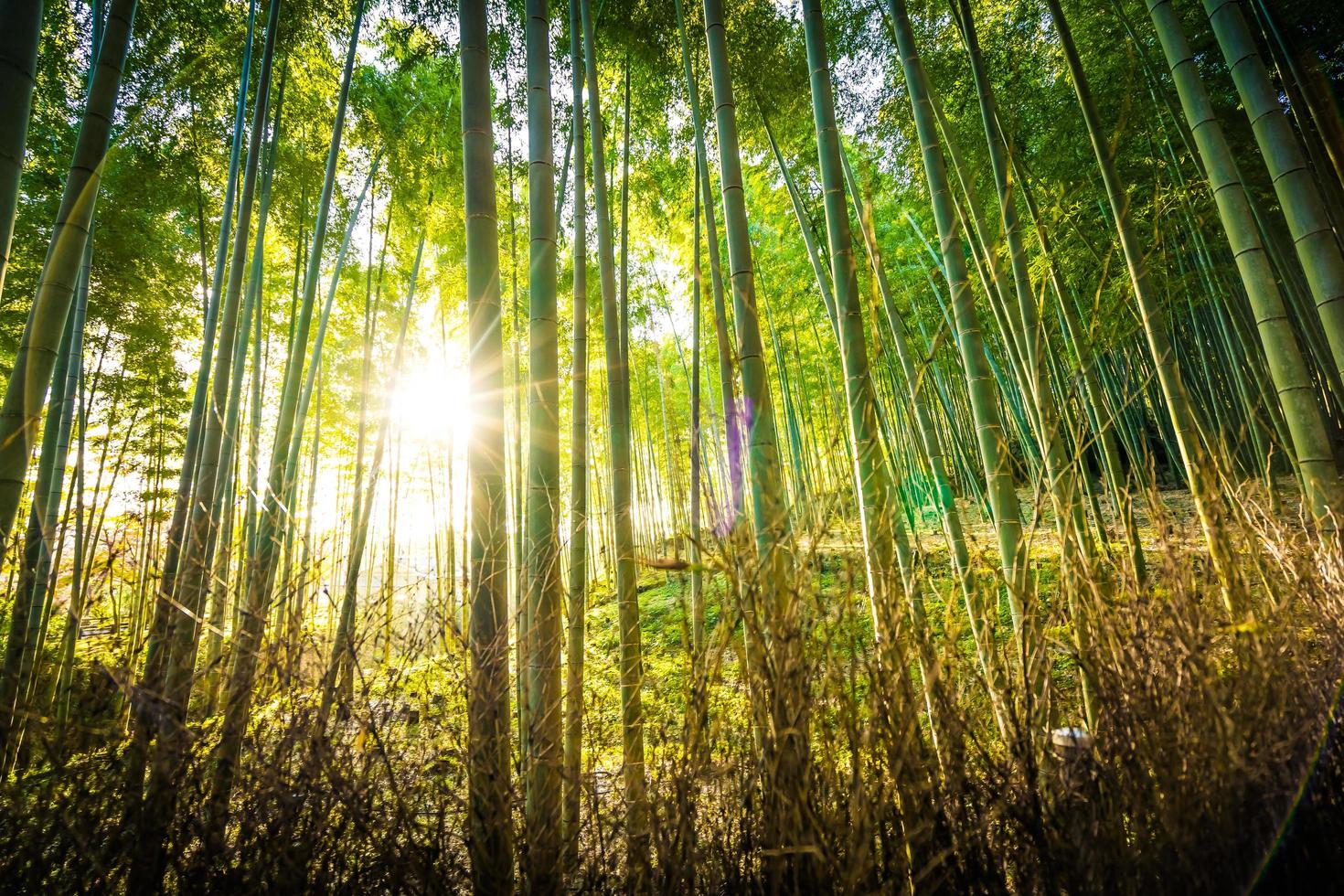 hermoso bosque de bambú en arashiyama, kyoto foto