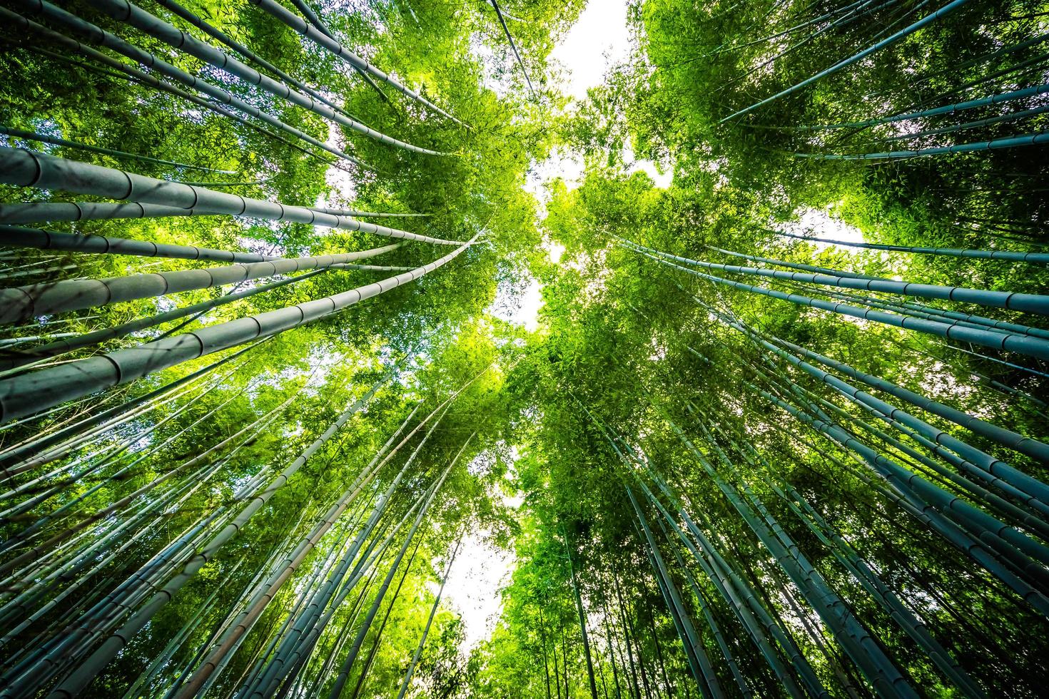 Beautiful bamboo forest at Arashiyama, Kyoto photo