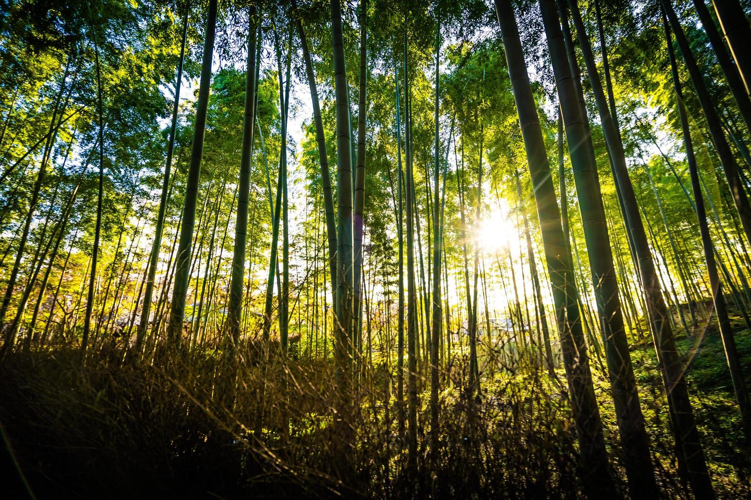 hermoso bosque de bambú en arashiyama, kyoto foto