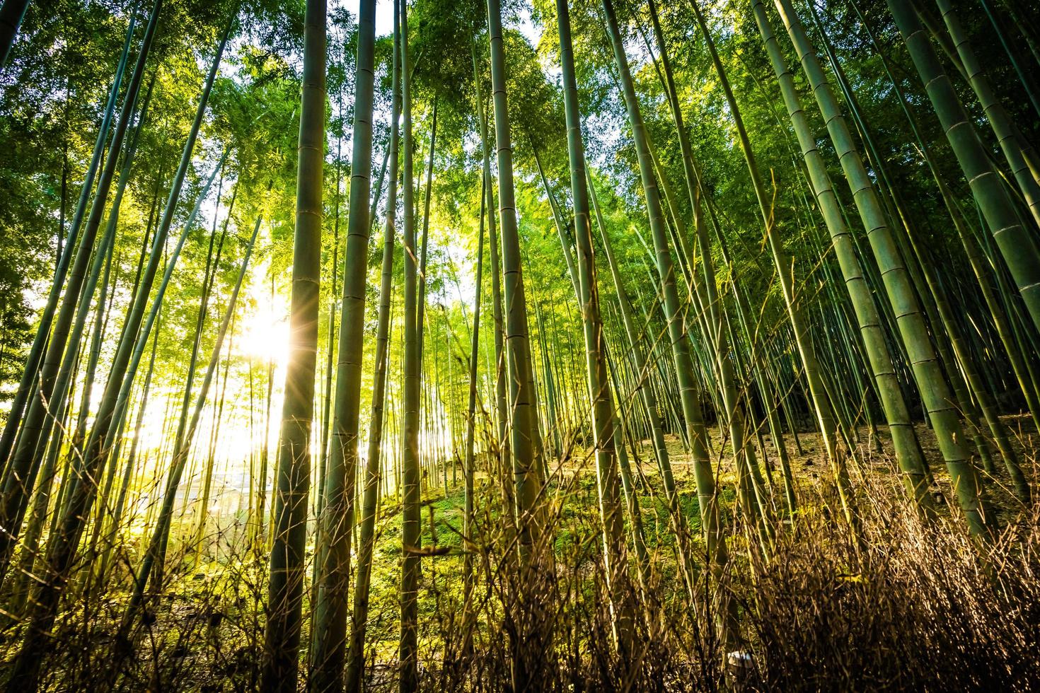 Beautiful bamboo forest at Arashiyama, Kyoto photo