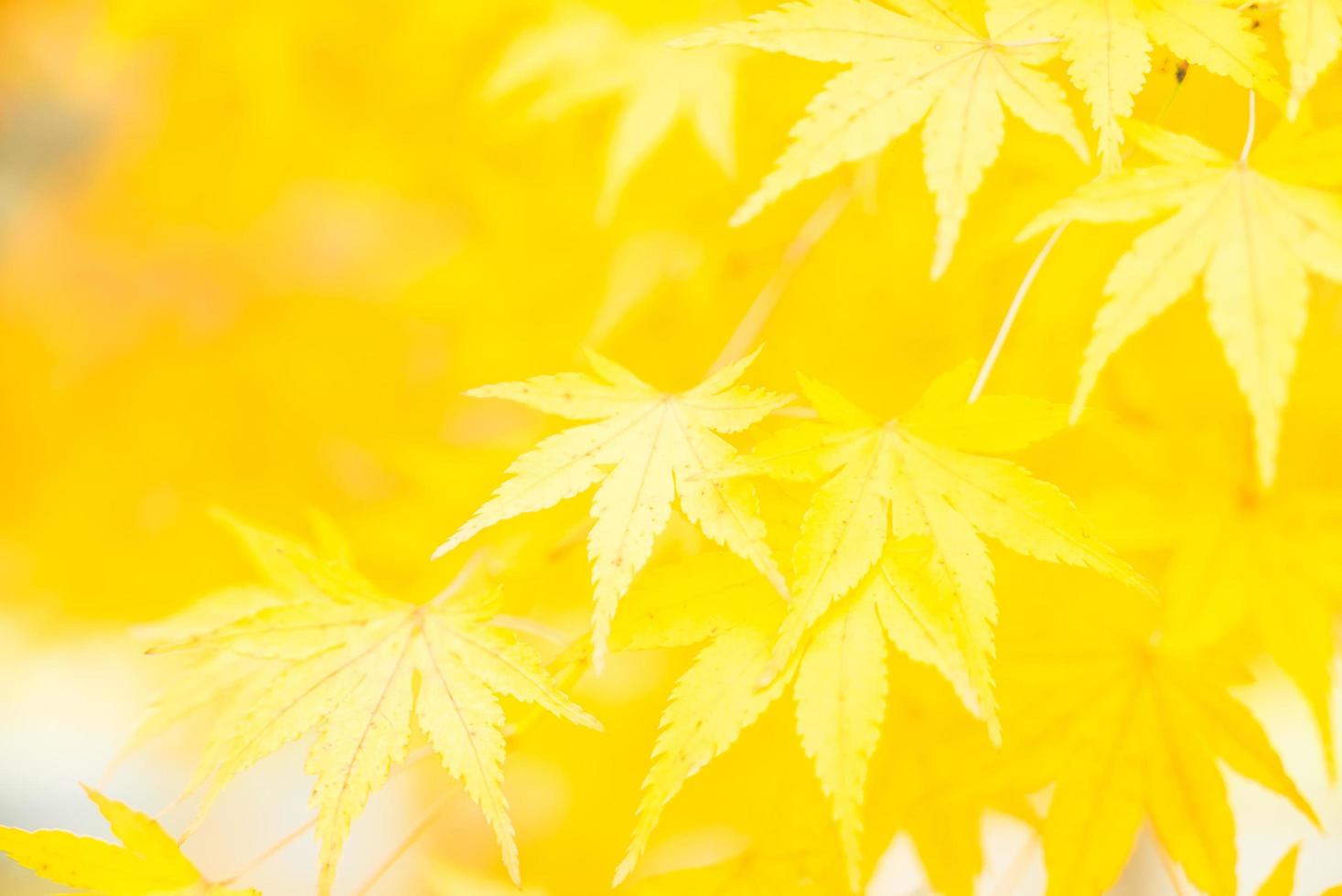 Yellow Maple leaves photo