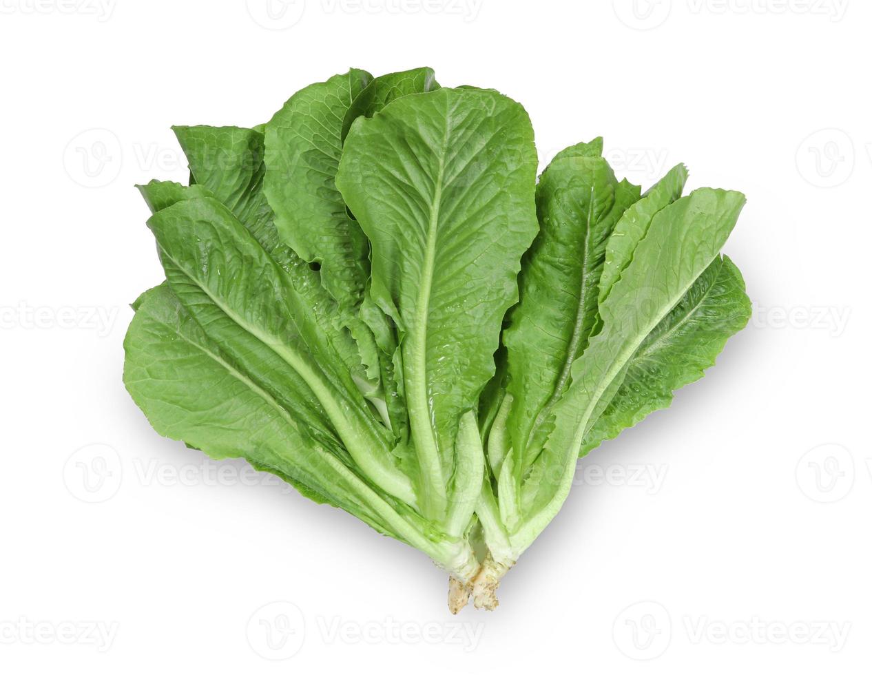Chinese cabbage leaves on white background photo