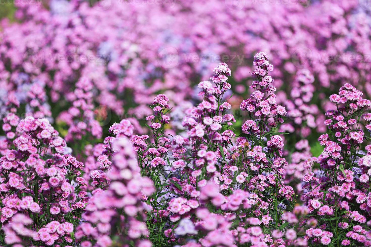 Field of verbena flowers photo