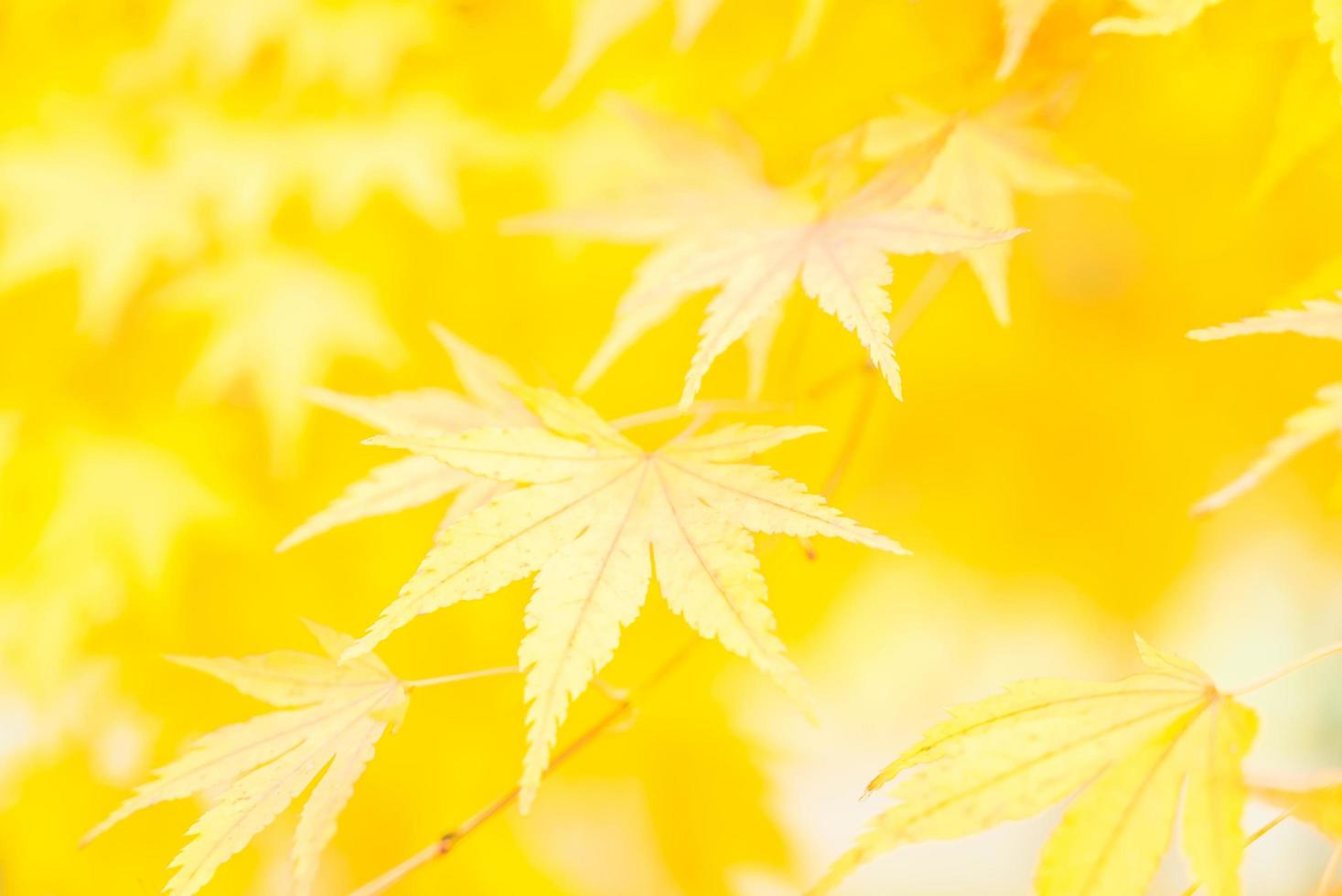 hojas de arce amarillas foto