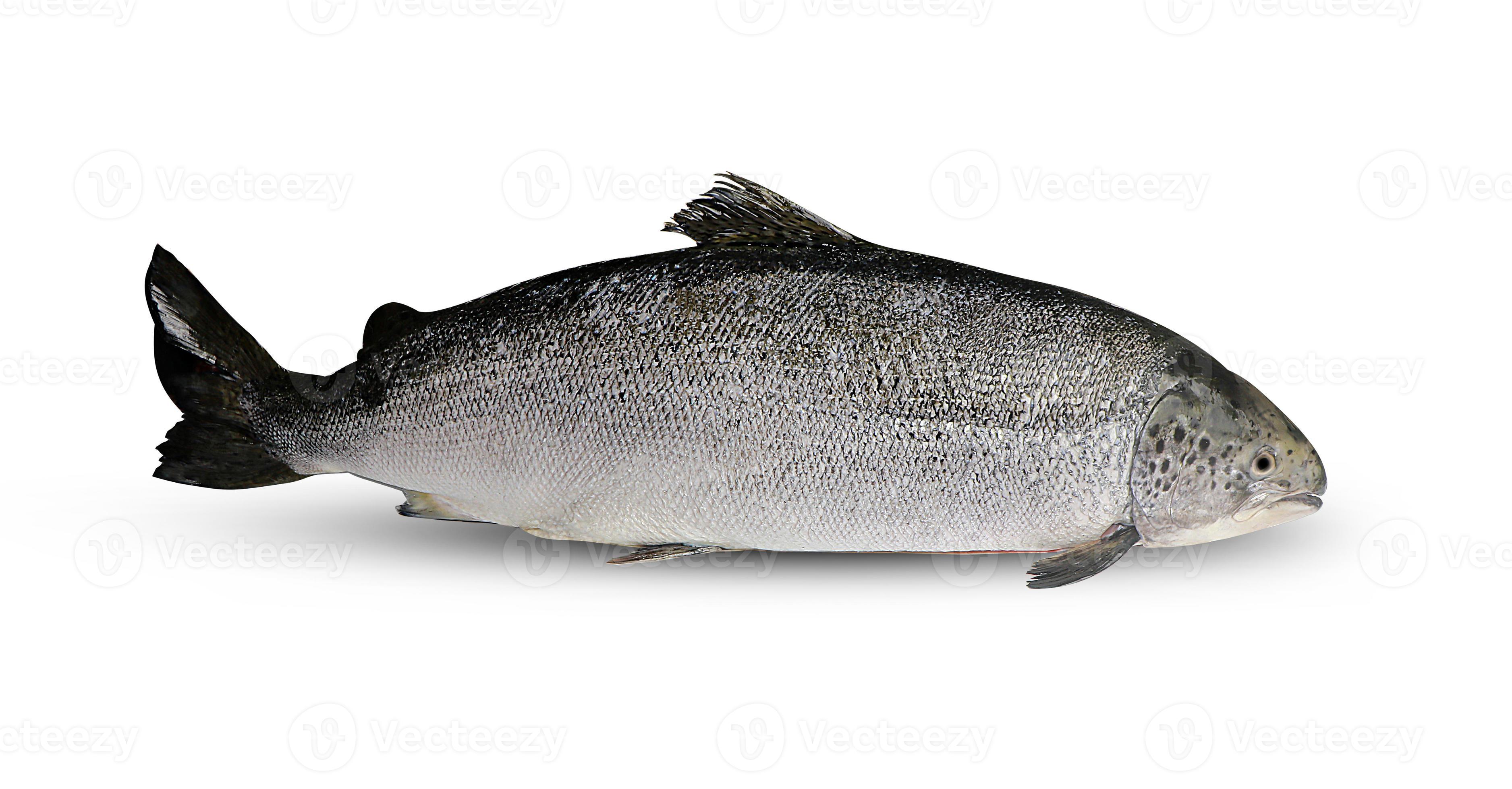 Salmon fish on white background 2009140 Stock Photo at Vecteezy