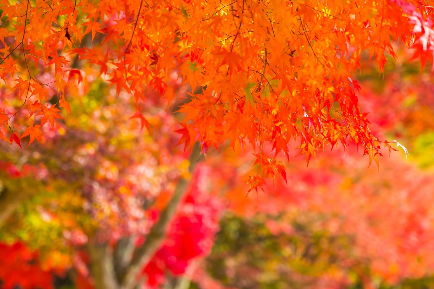 hermosas hojas de arce rojo foto