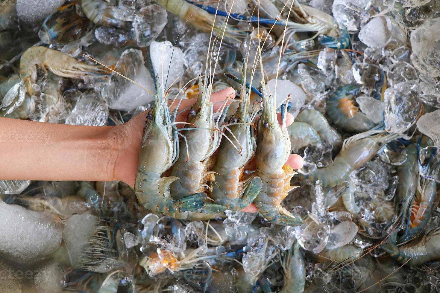 Close-up of hand holding four fresh shrimp over layer of shrimp photo