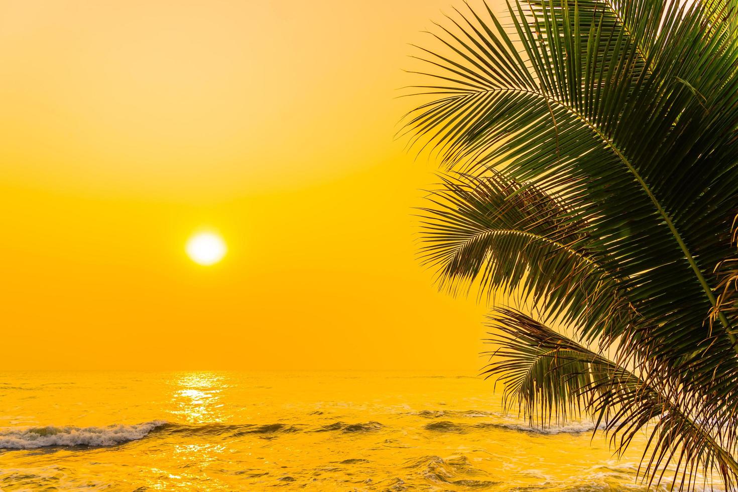 Palm trees at the ocean photo