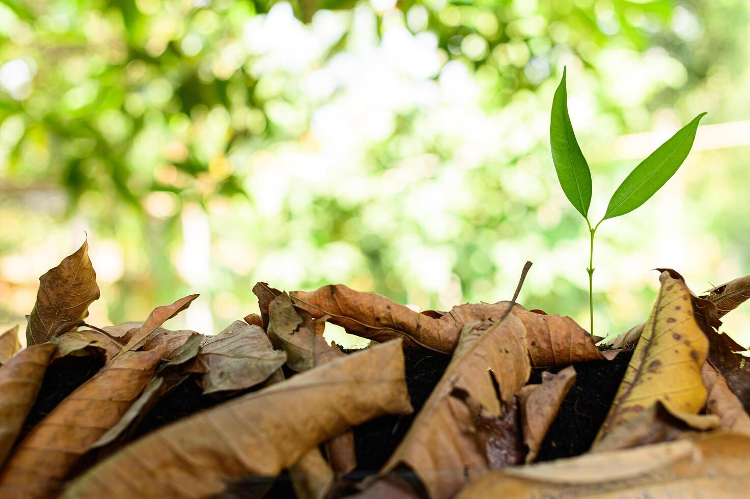 árbol en crecimiento y hojas secas sobre fondo natural foto